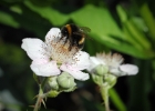 Nikon Bees 150615 (30).JPG